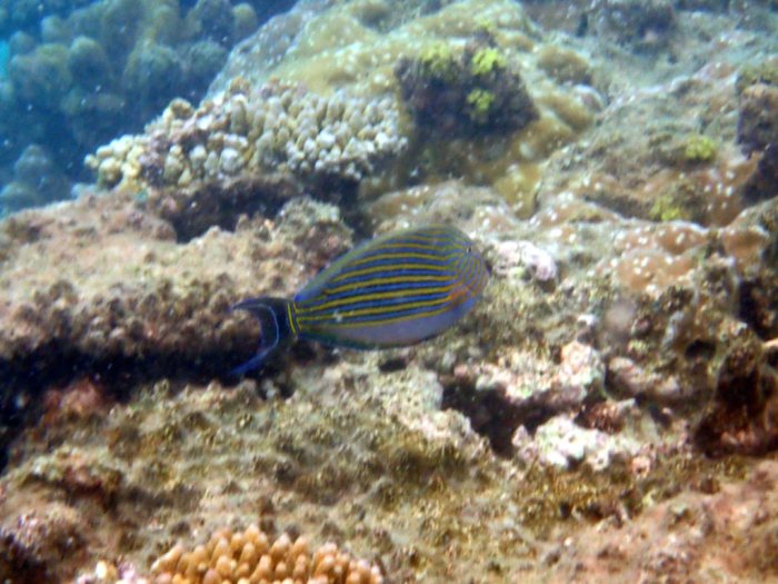 Acanthurus lineatus