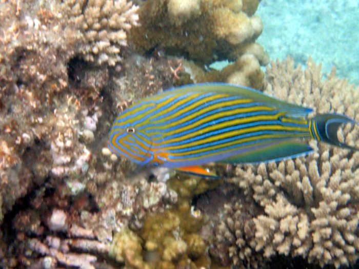 Acanthurus lineatus