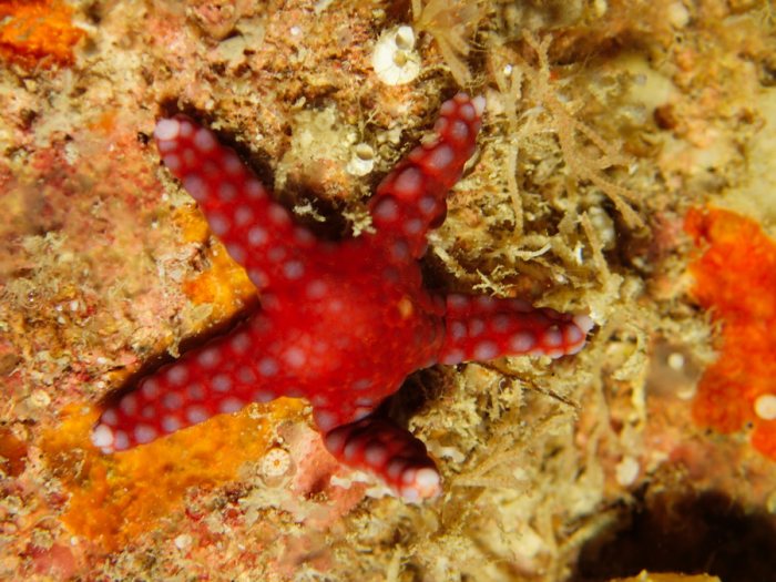 Étoile de mer