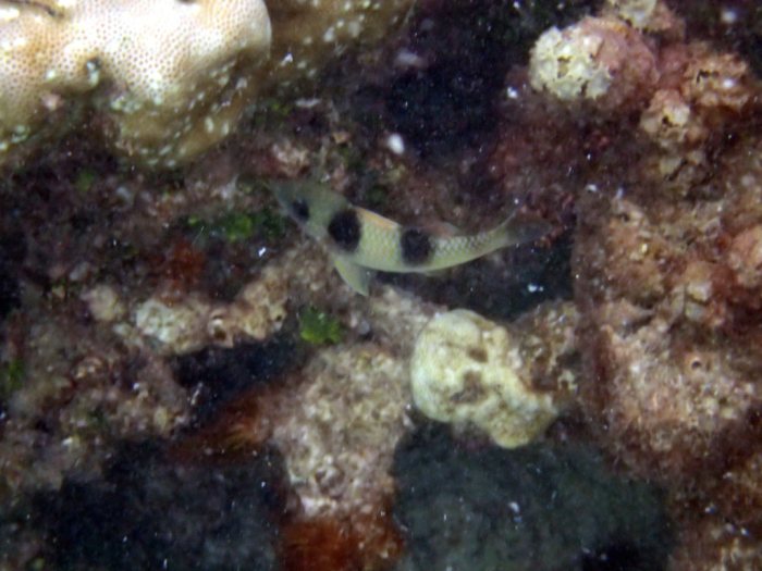 Parupeneus crassilabris