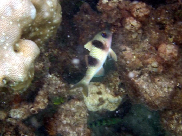 Parupeneus crassilabris