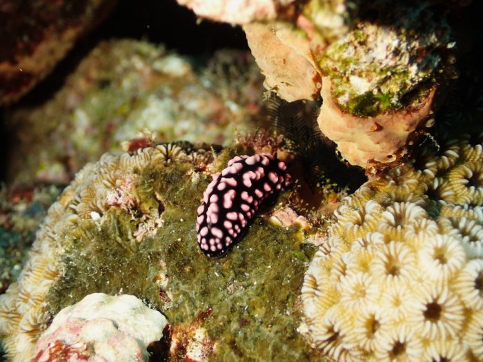 Phyllidiella pustulosa