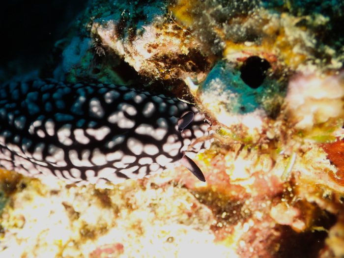 Phyllidiella pustulosa