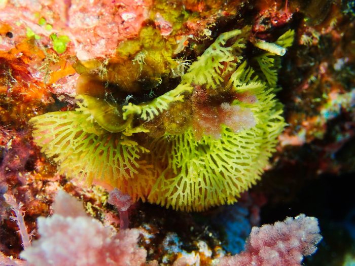 Reteporellina sp.