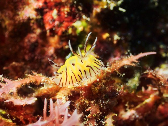 Halgerda johnsonorum