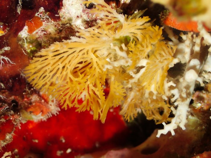 Reteporellina sp.