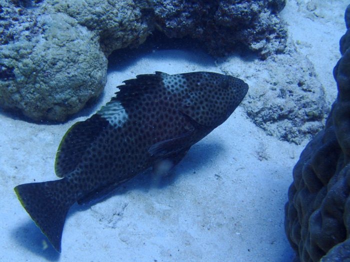 Epinephelus maculatus