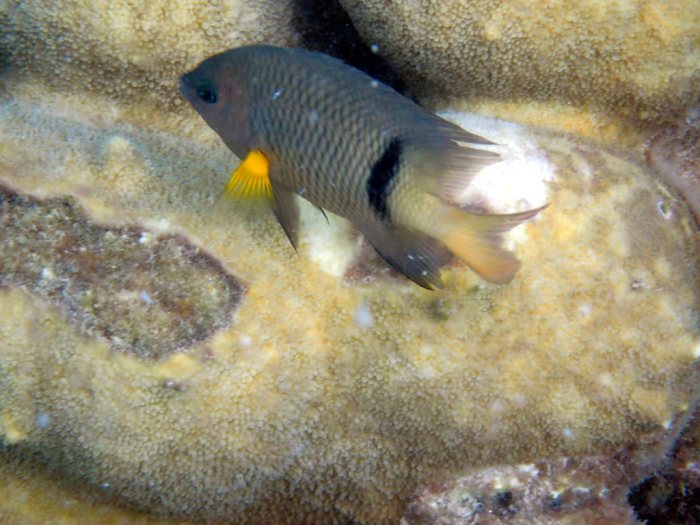 Plectroglyphidodon dickii