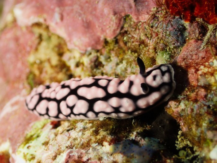 Phyllidiella pustulosa