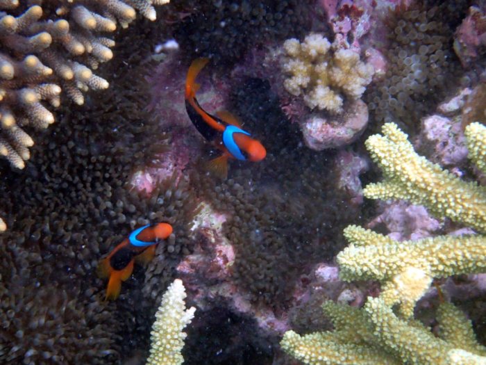 Amphiprion melanopus