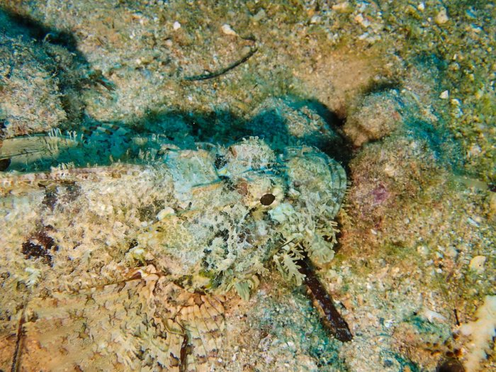 Scorpaenopsis possi