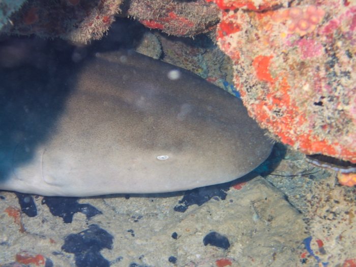 Requin à pointe blanche du lagon