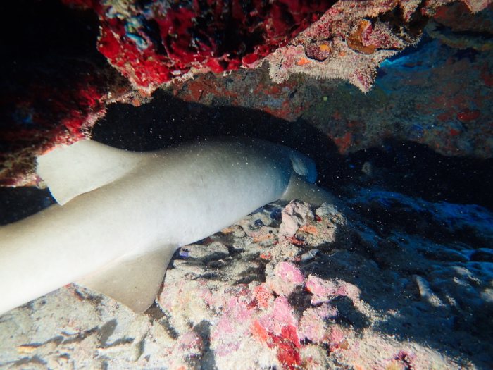 Requin à pointe blanche du lagon