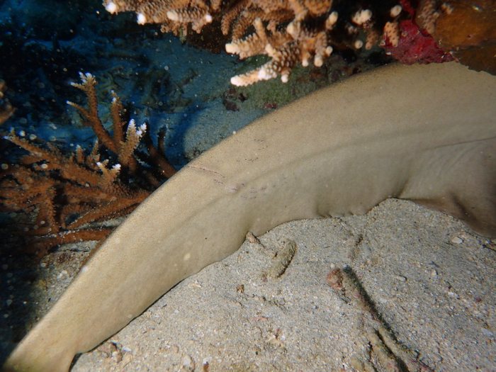 Requin nourrice fauve