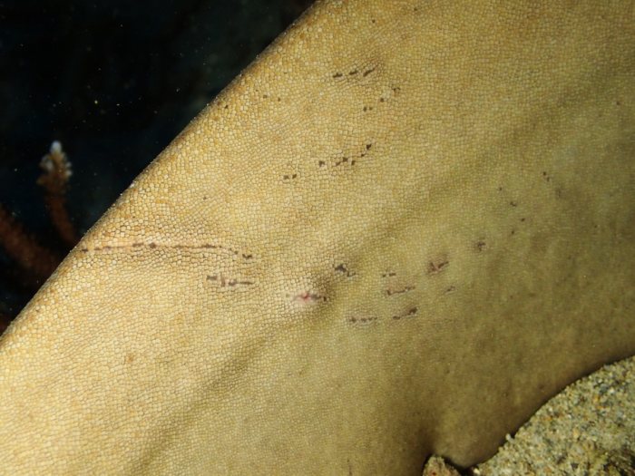 Requin nourrice fauve