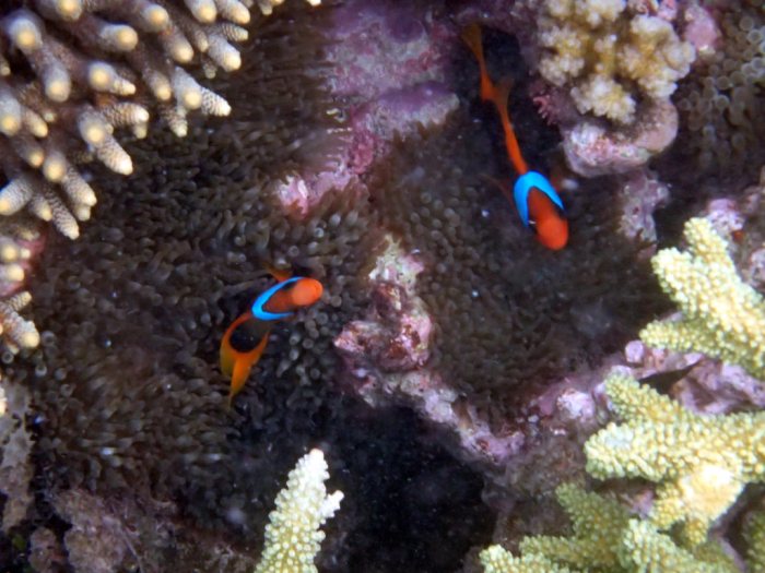 Amphiprion melanopus