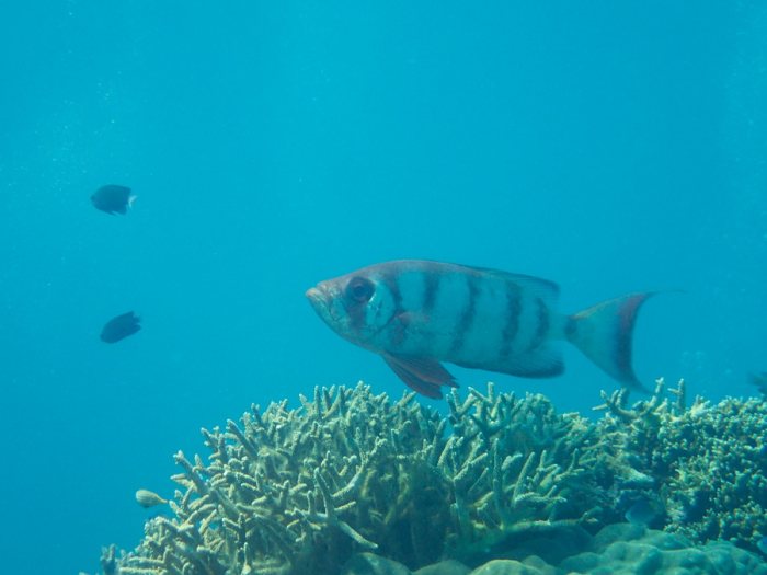 Priacanthus hamrur