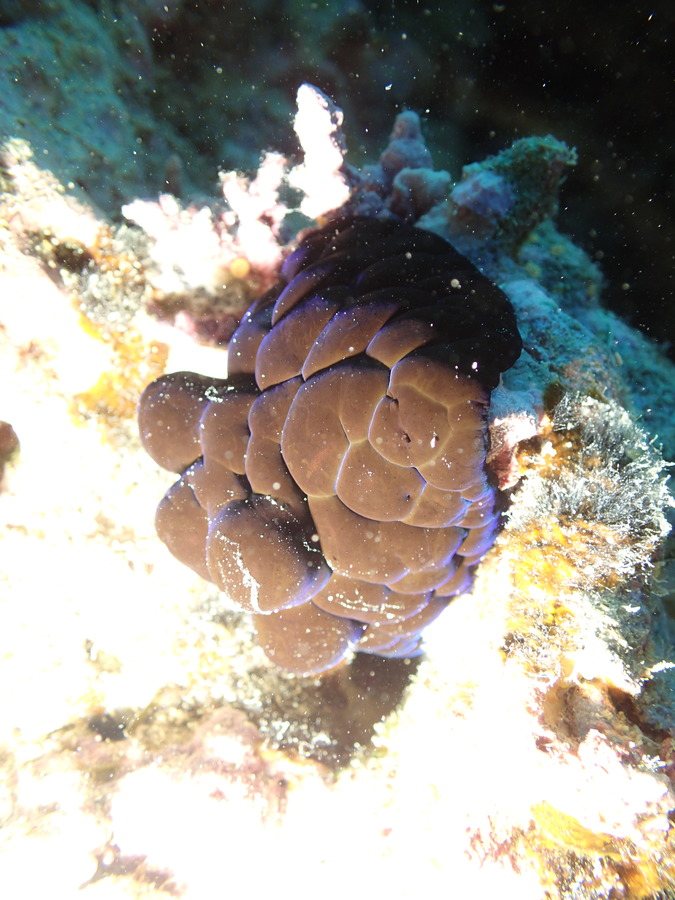 Coriocella nigra