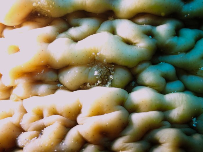 Gastrolepidia clavigera