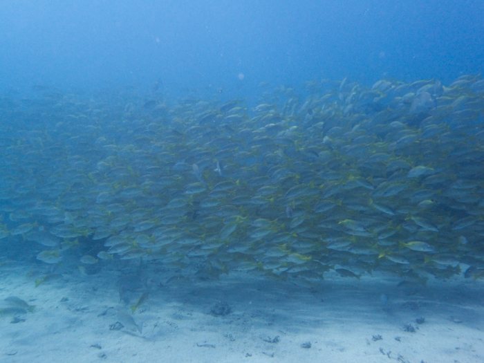 Lutjanus fulviflamma
