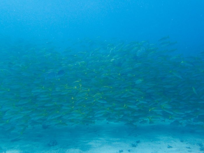 Lutjanus fulviflamma