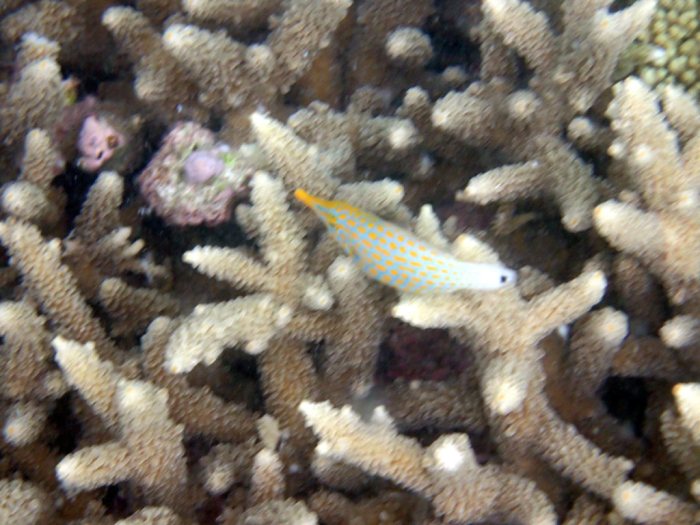 Oxymonacanthus longirostris