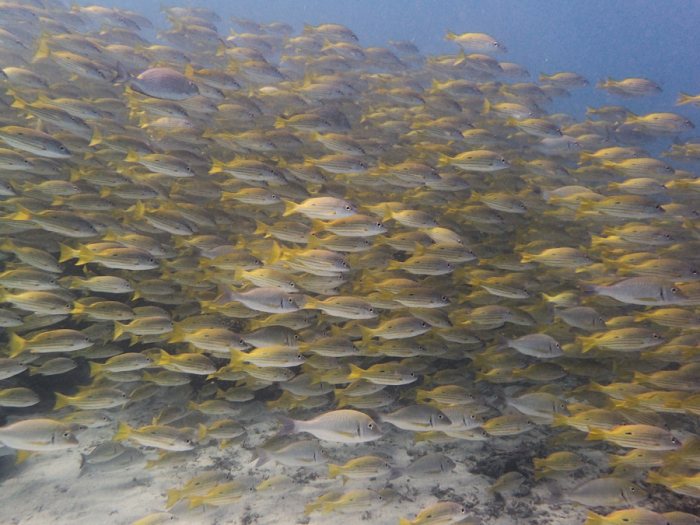 Lutjanus fulviflamma