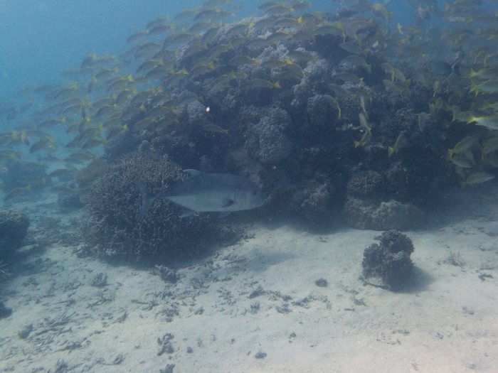 Caranx ignobilis