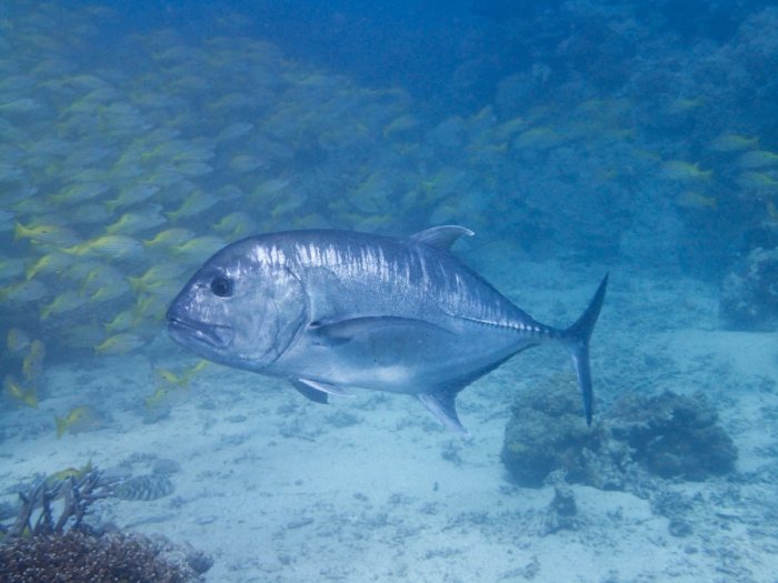 Caranx ignobilis
