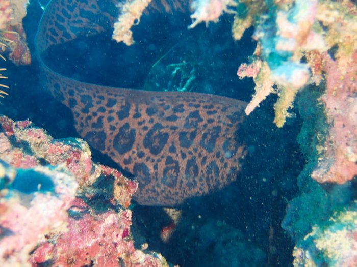 Gymnothorax flavimarginatus