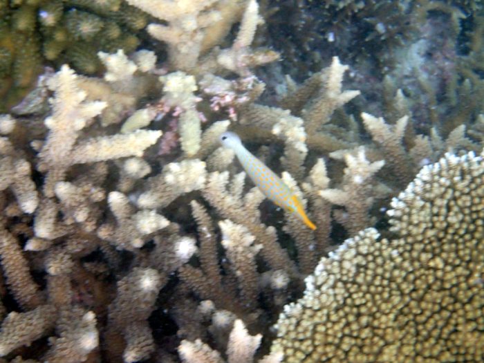 Oxymonacanthus longirostris
