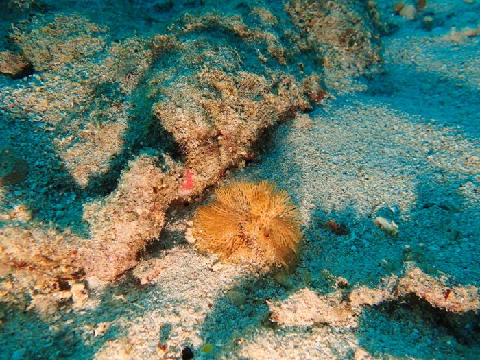 Reteporellina sp.