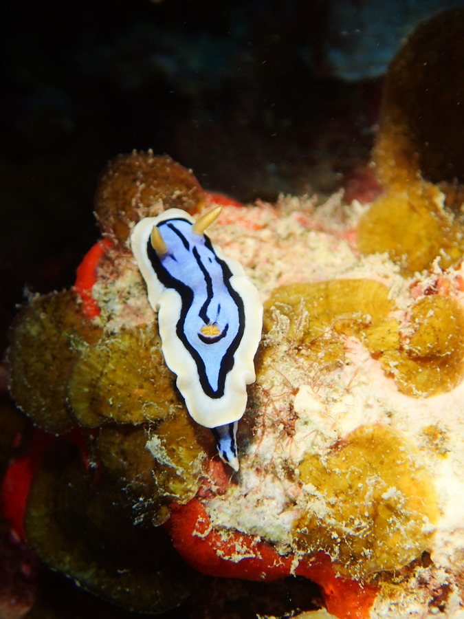 Chromodoris elisabethina