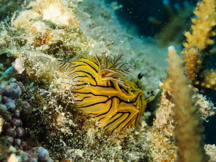 Halgerda johnsonorum