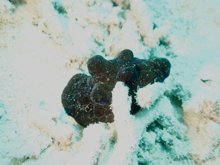 Coriocella nigra