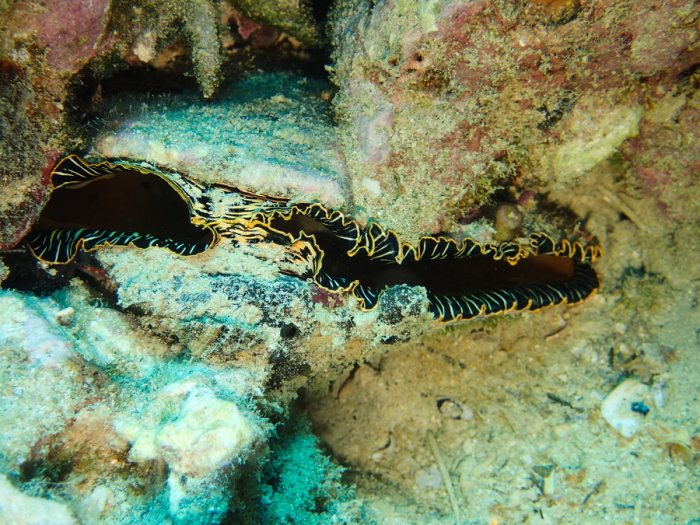 Athrina vexillum