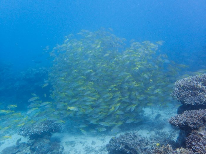 Lutjanus fulviflamma