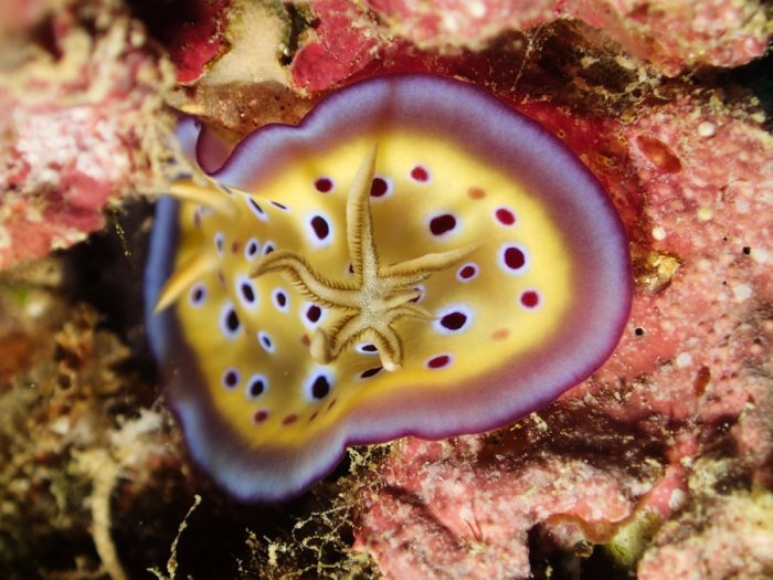 Goniobranchus kuniei