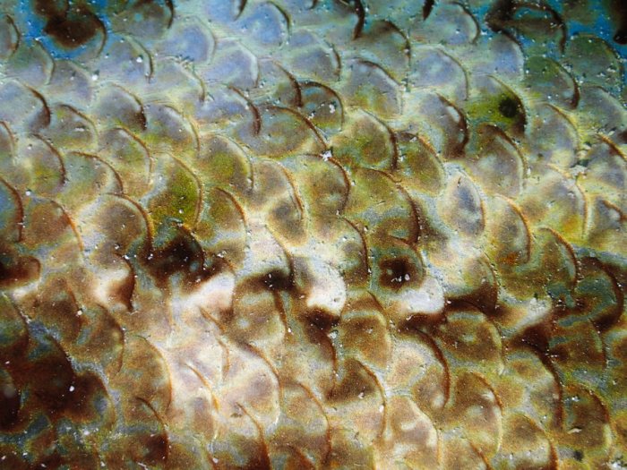 Poisson-crocodile