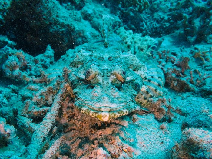 Poisson-crocodile