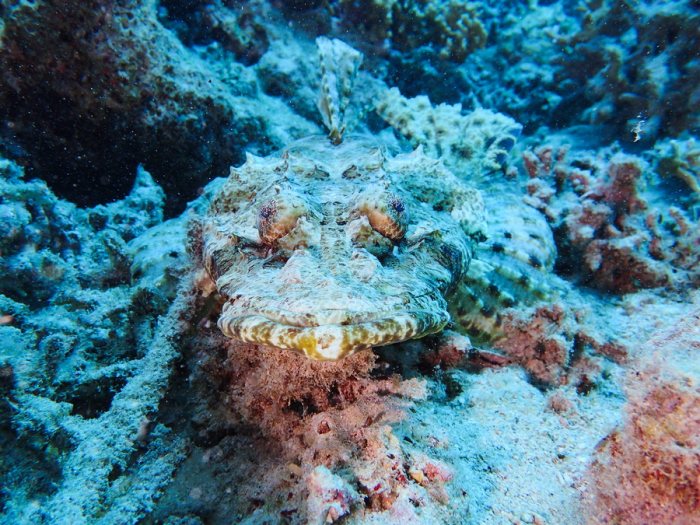 Poisson-crocodile
