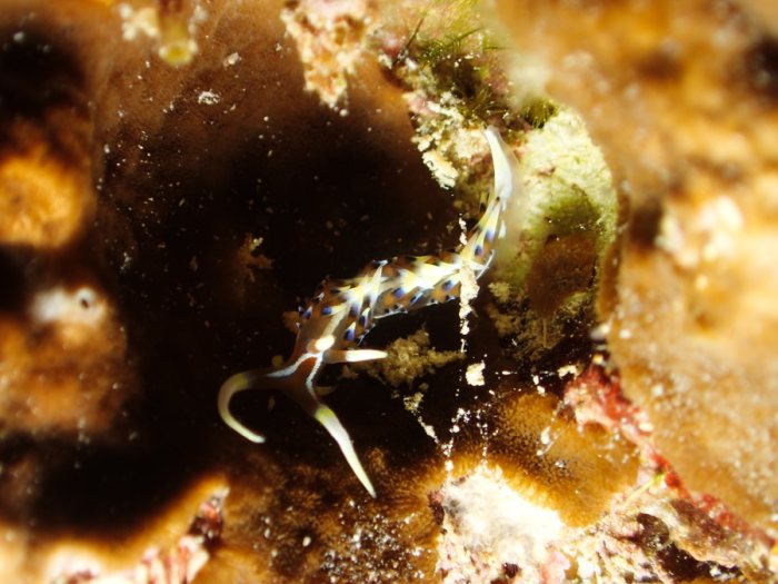 Phidiana indica