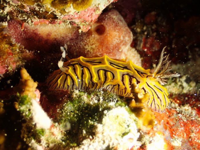 Halgerda johnsonorum