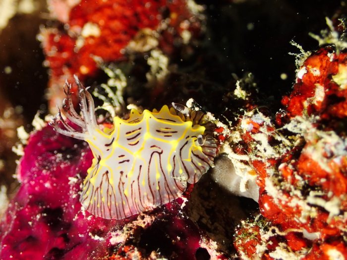 Halgerda willeyi