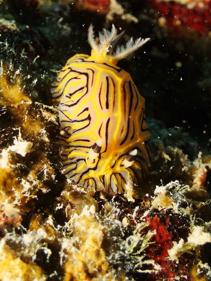 Halgerda johnsonorum
