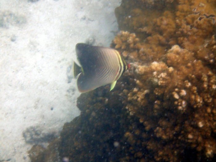 Chaetodon baronessa