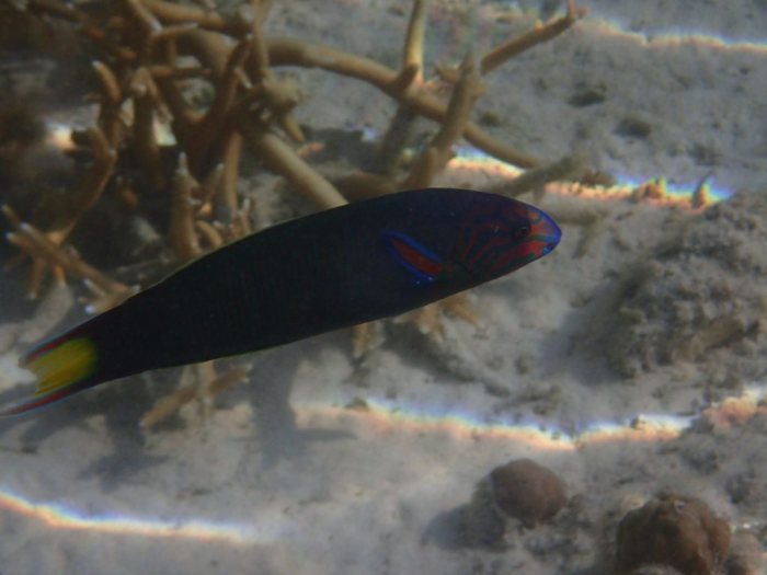 Thalassoma lunare