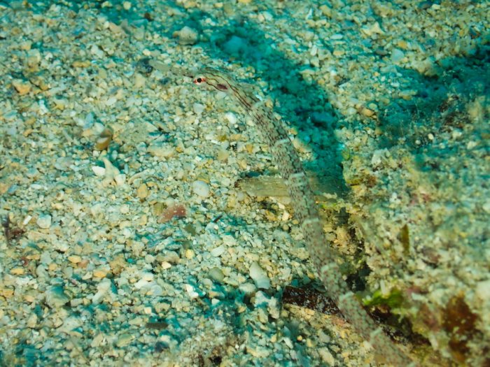 Corythoichthys sp. 2
