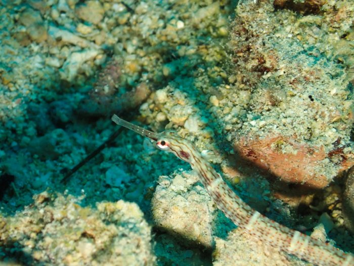 Corythoichthys sp. 2
