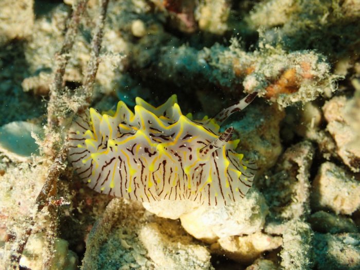 Halgerda willeyi